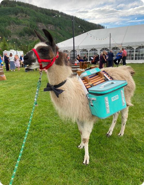 Llama with a Cooler